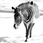 Zebra im Schnee