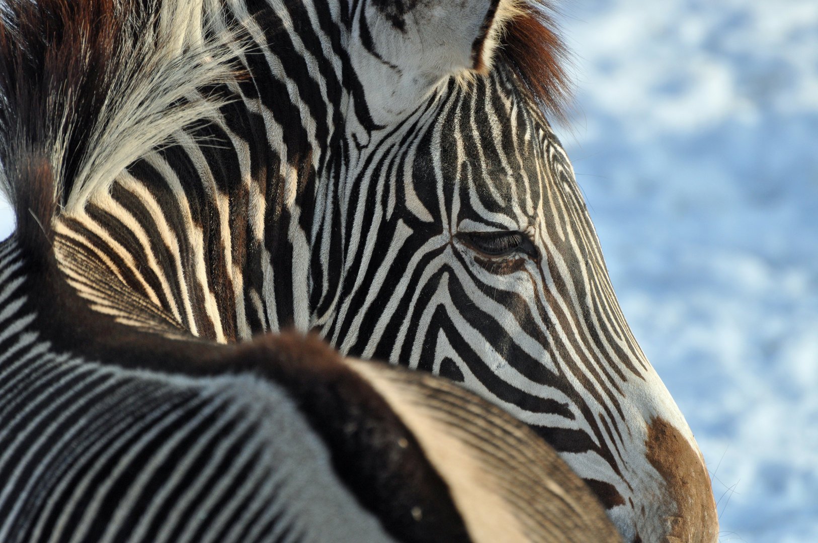 Zebra im Schnee