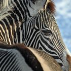 Zebra im Schnee