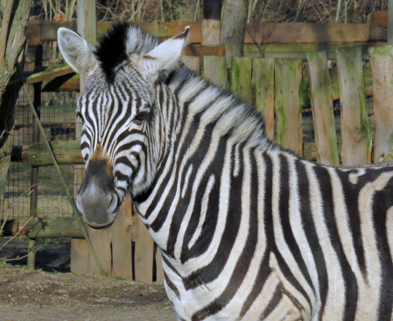 Zebra im Sonnenschein (2)