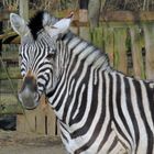 Zebra im Sonnenschein (2)