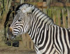 Zebra im Sonnenschein