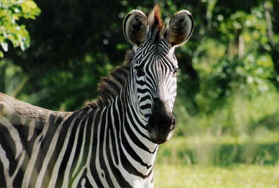 zebra im south luangwa n.p.