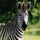 zebra im south luangwa n.p.