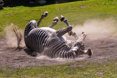 Zebra im Staub