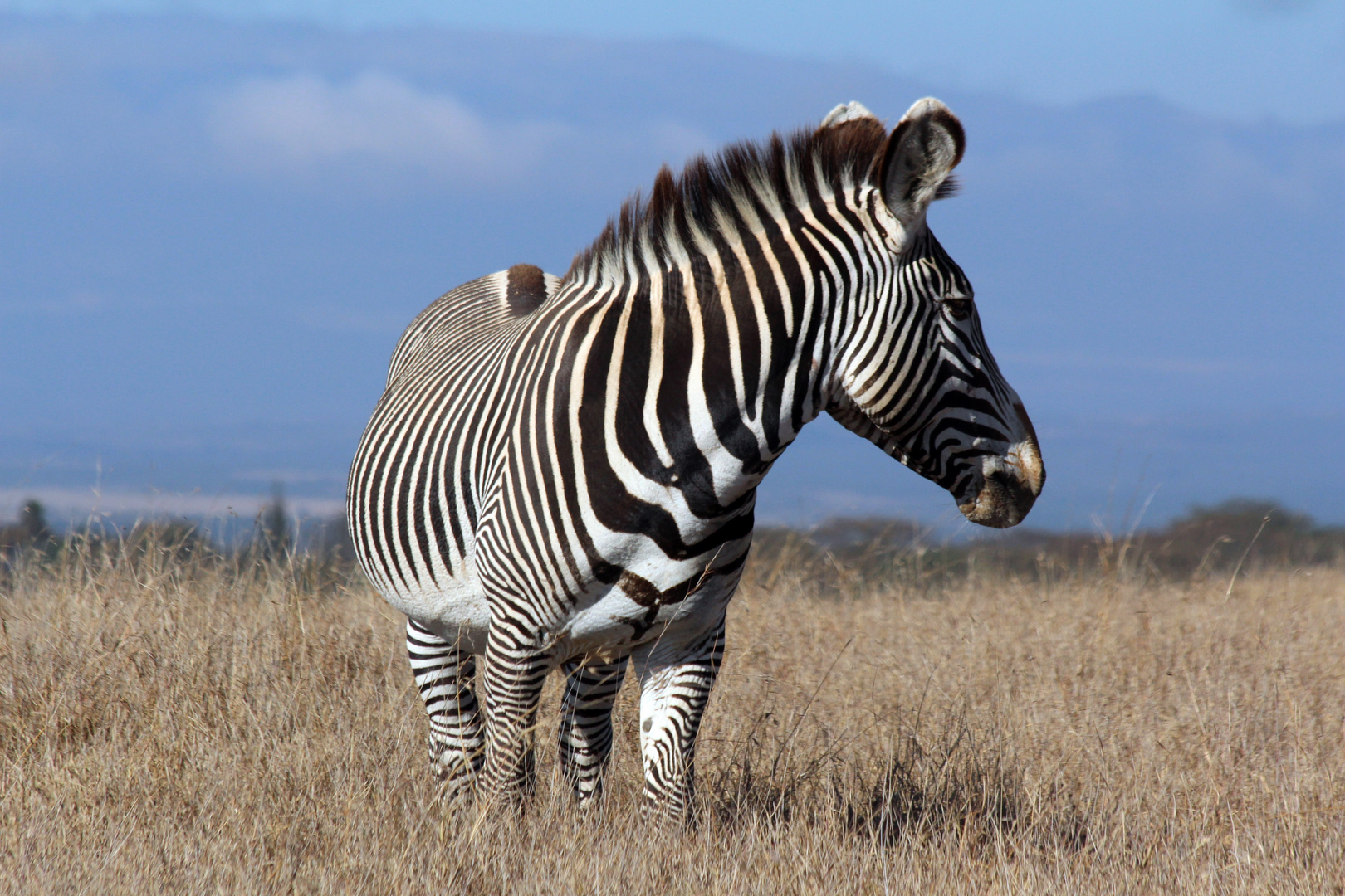 Zebra im Sweetwaters Game Reserve