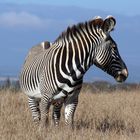 Zebra im Sweetwaters Game Reserve