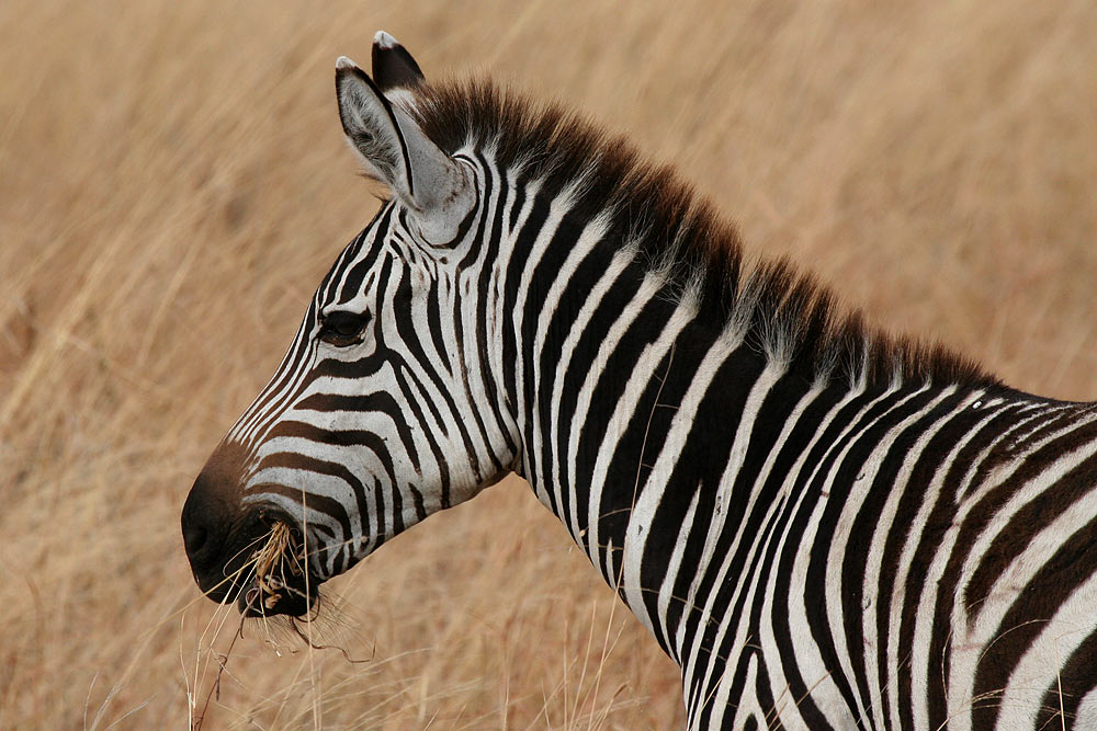 Zebra im Tarangire Nationalpark, Tansania