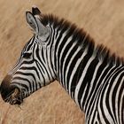 Zebra im Tarangire Nationalpark, Tansania