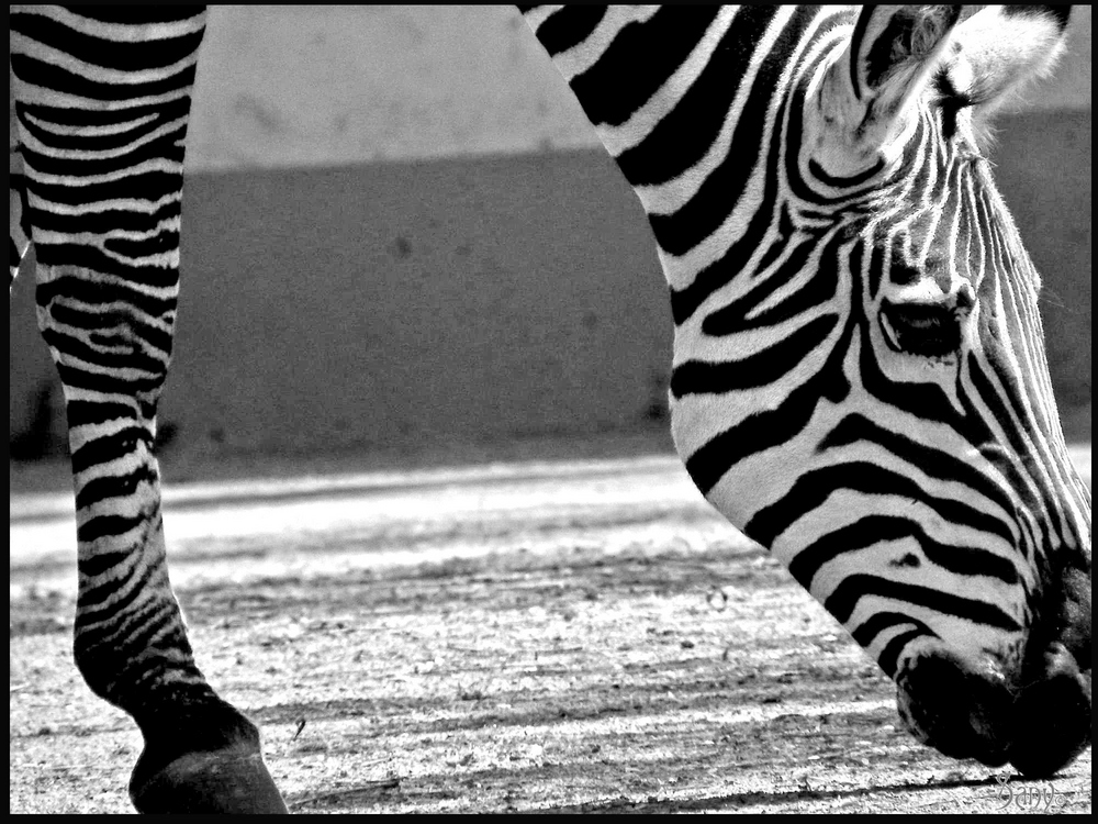 Zebra im Tierpark Chemnitz