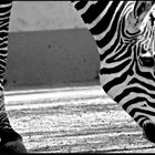 Zebra im Tierpark Chemnitz