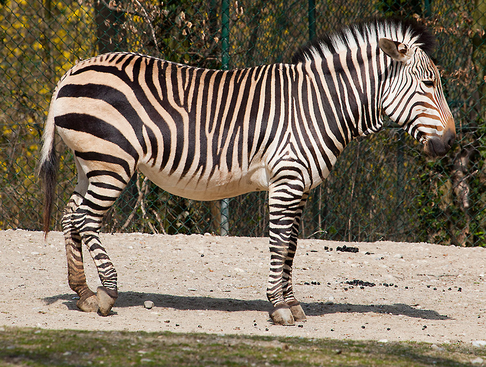 Zebra im Tierpark Hellabrunn 2010