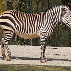 Zebra im Tierpark Hellabrunn 2010