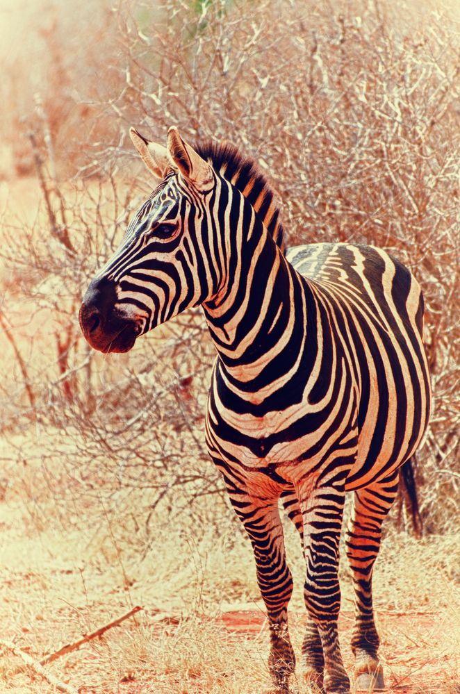 Zebra im Tsavo-Ost Nationalpark