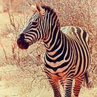 Zebra im Tsavo-Ost Nationalpark