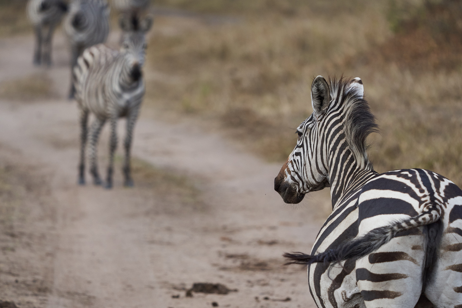 Zebra im Weg