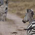 Zebra im Weg