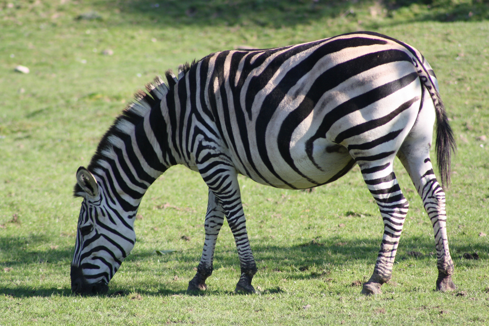 Zebra im Wildtierpark