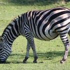 Zebra im Wildtierpark