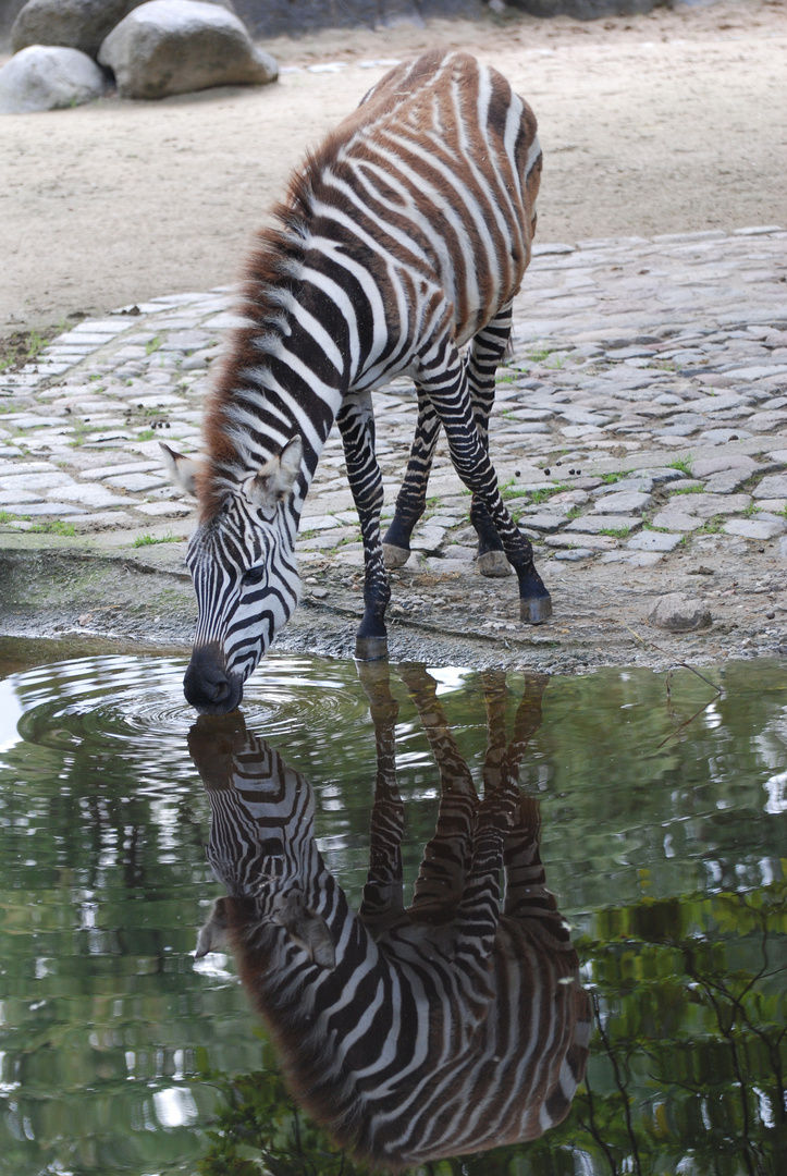 Zebra im Zoo Berlin: Spiegelein, Spiegelein...