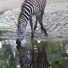 Zebra im Zoo Berlin: Spiegelein, Spiegelein...
