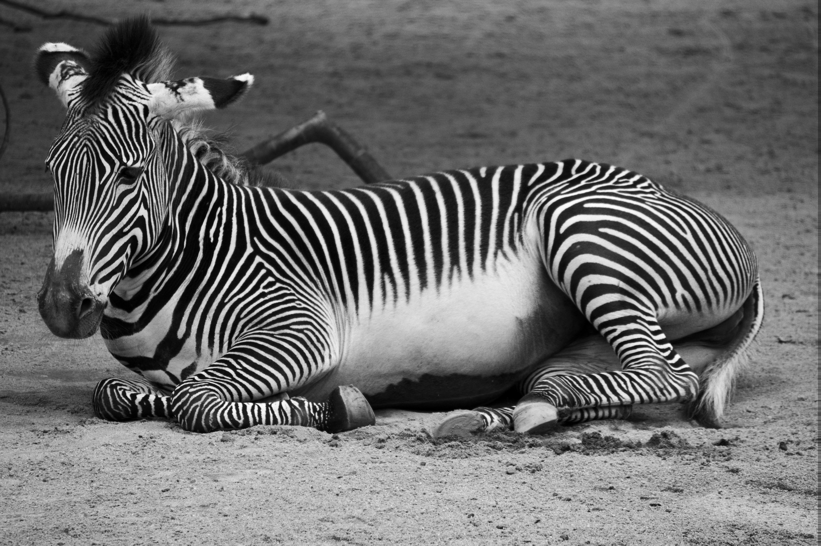 Zebra im Zoo Frankfurt