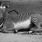 Zebra im Zoo Frankfurt