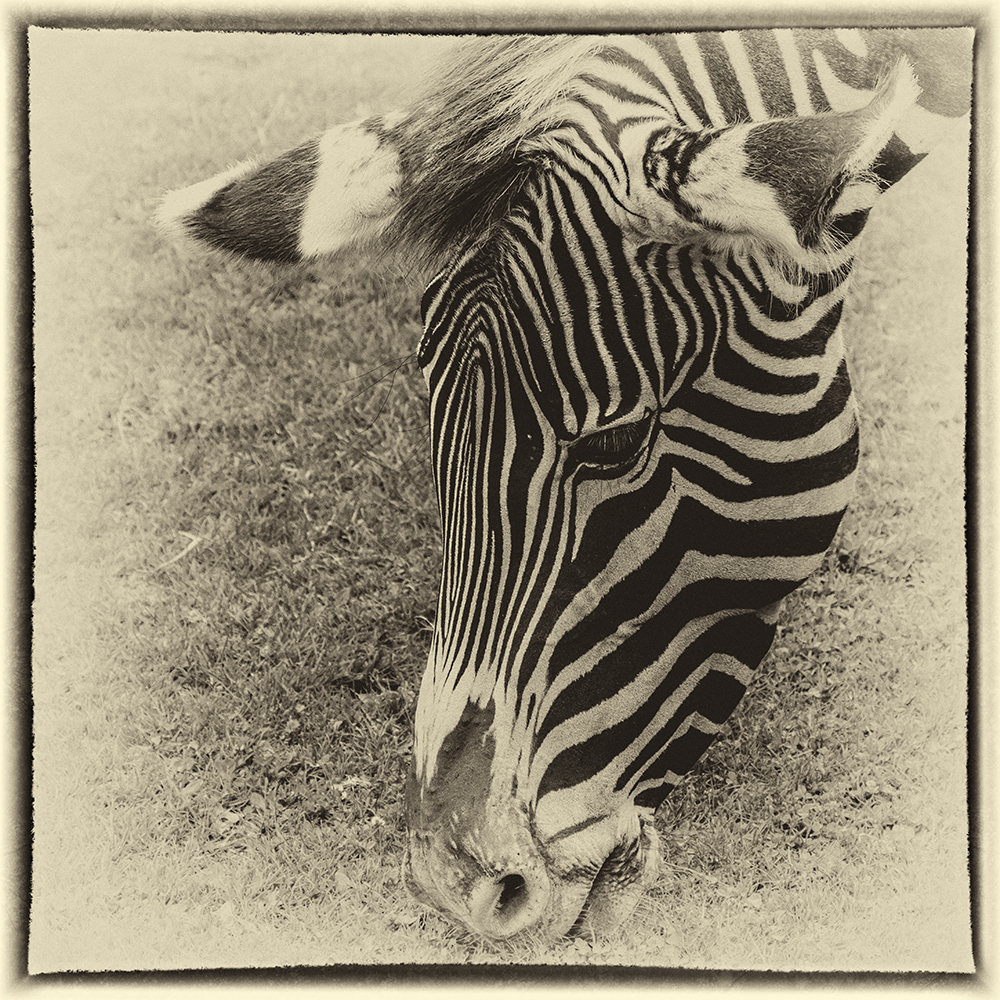 Zebra im Zoo Leipzig