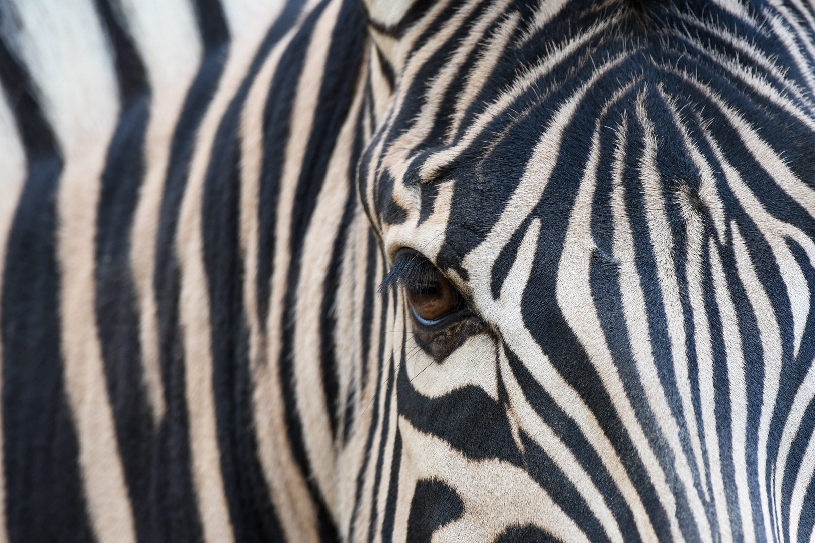 Zebra im Zoo Madrid