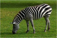 Zebra im Zoo Neuwied