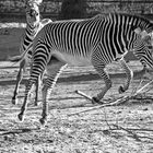 Zebra in Aktion