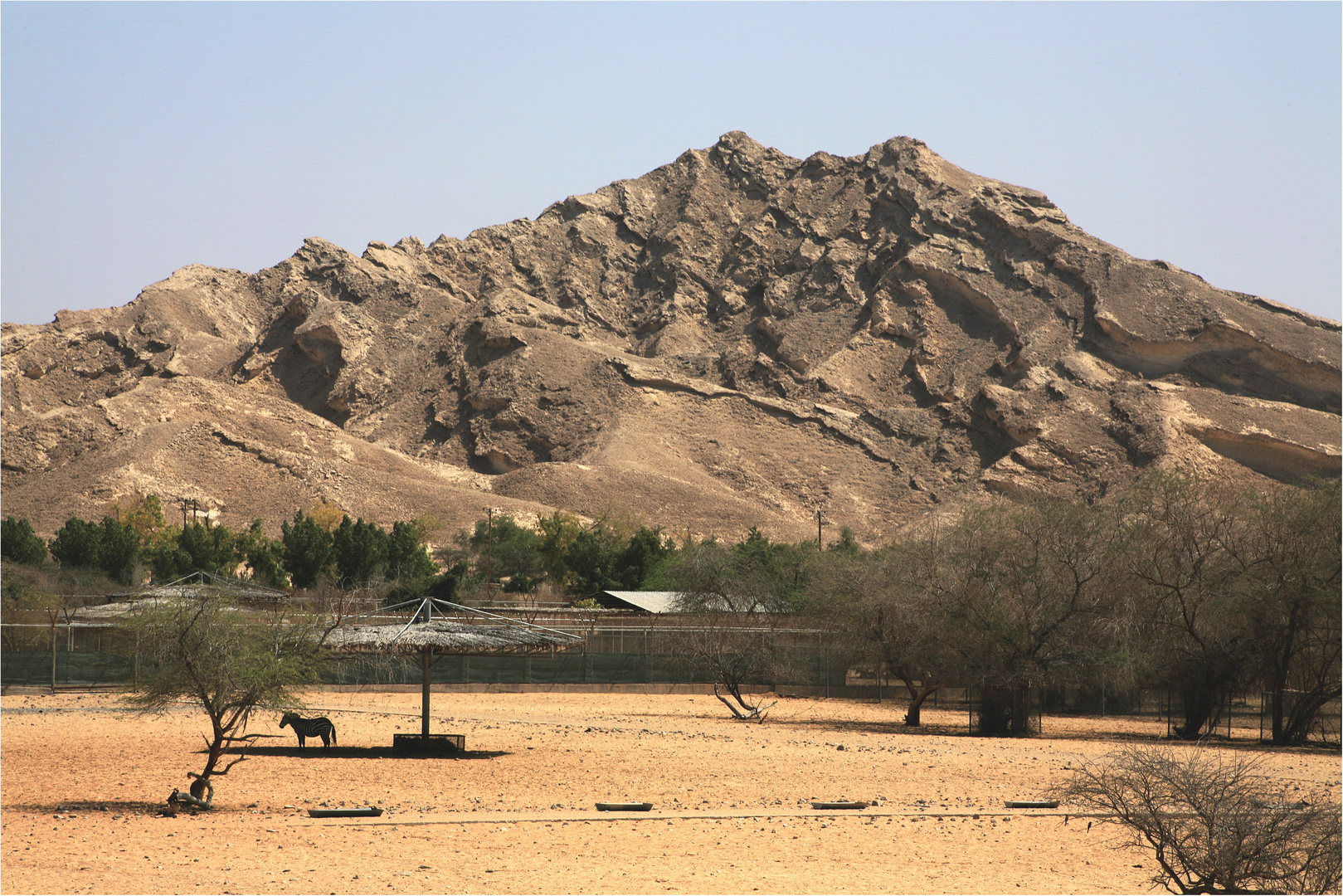 Zebra in Al Ain