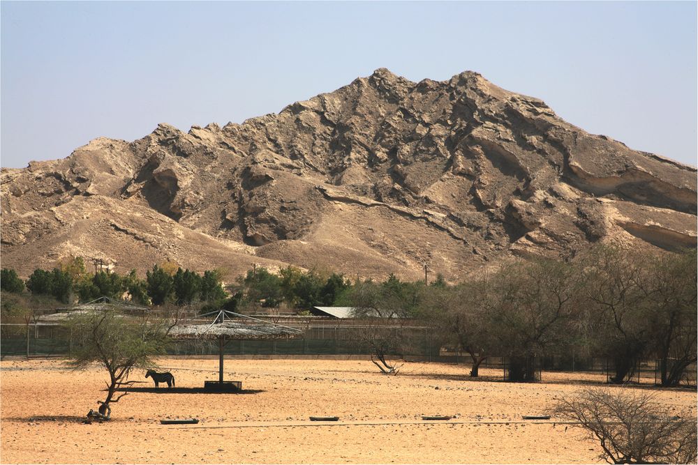 Zebra in Al Ain