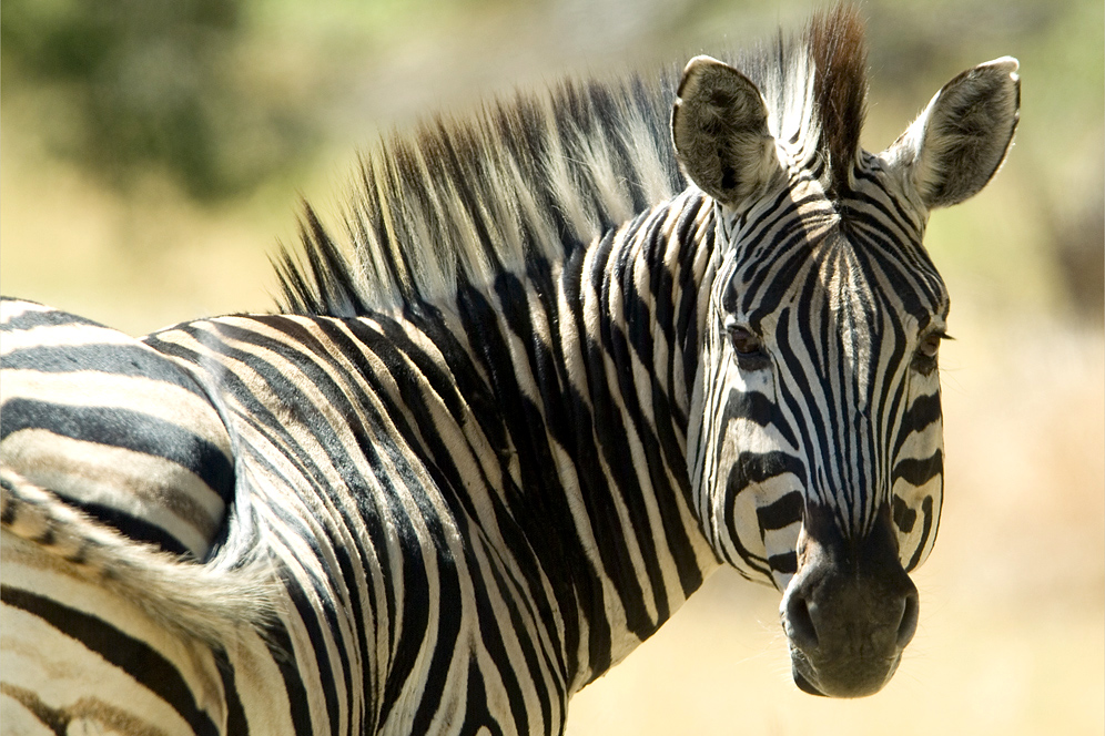 Zebra in Botswana