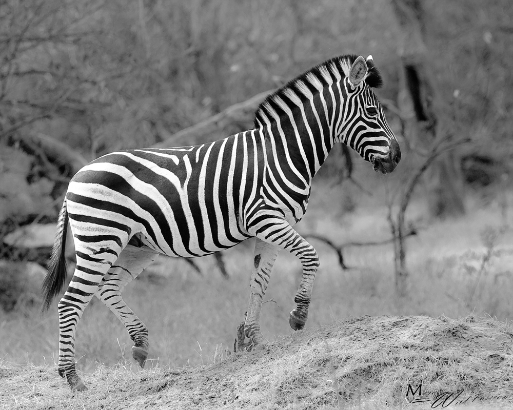 Zebra in B&W