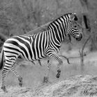 Zebra in B&W