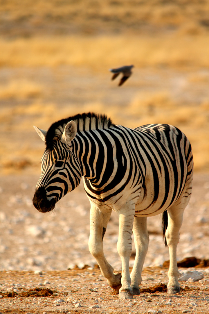 Zebra in der Etosha Pan