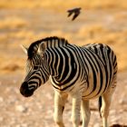 Zebra in der Etosha Pan