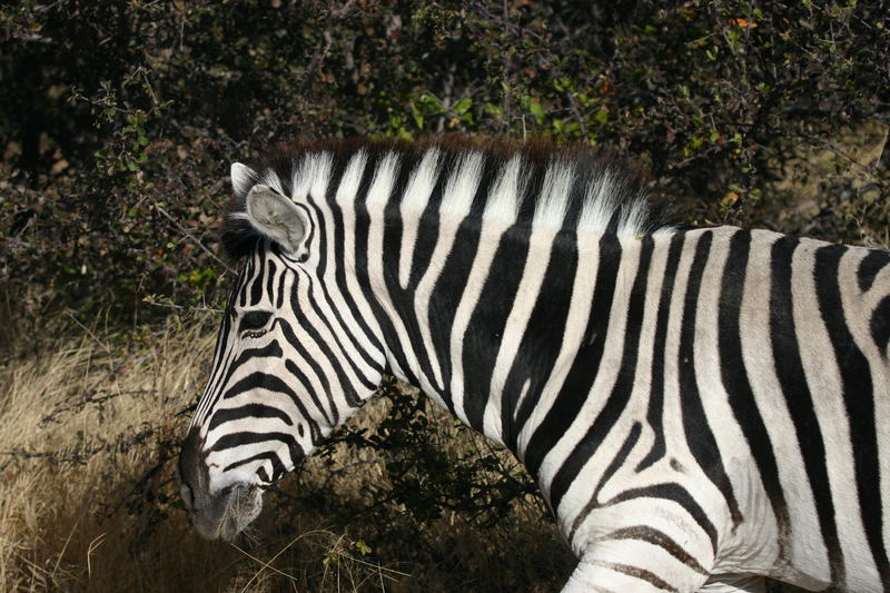 Zebra in der Etoshapfanne