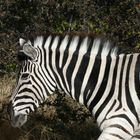 Zebra in der Etoshapfanne