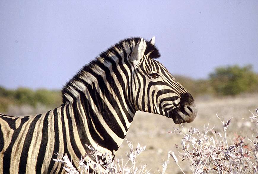 Zebra in der Etoshapfanne
