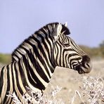 Zebra in der Etoshapfanne