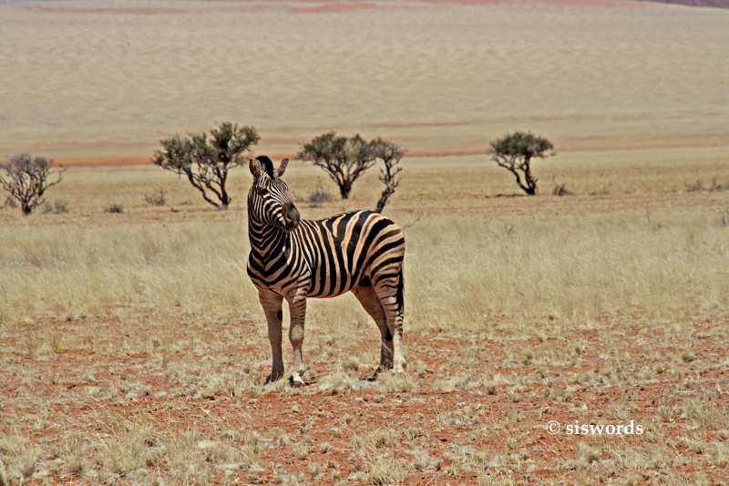 Zebra in der Kalahari