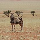 Zebra in der Kalahari