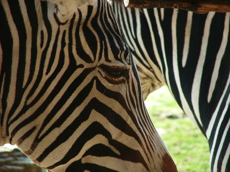 Zebra in der Kiwarasavanne im Zoo-Leipzig