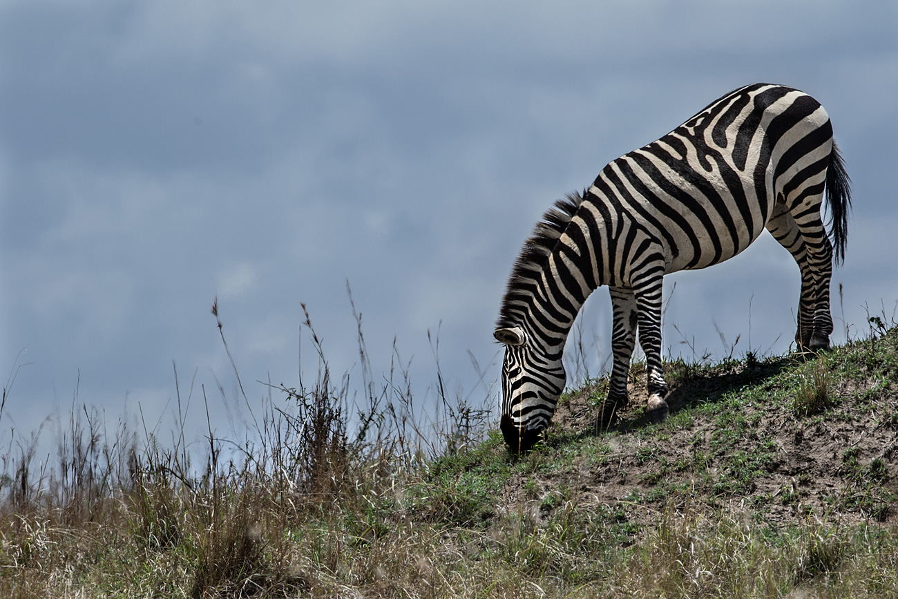 Zebra in der Mara