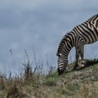 Zebra in der Mara