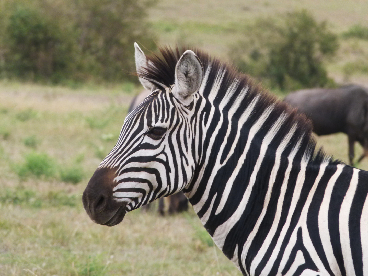 Zebra in der Masai Mara