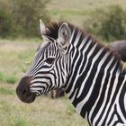 Zebra in der Masai Mara