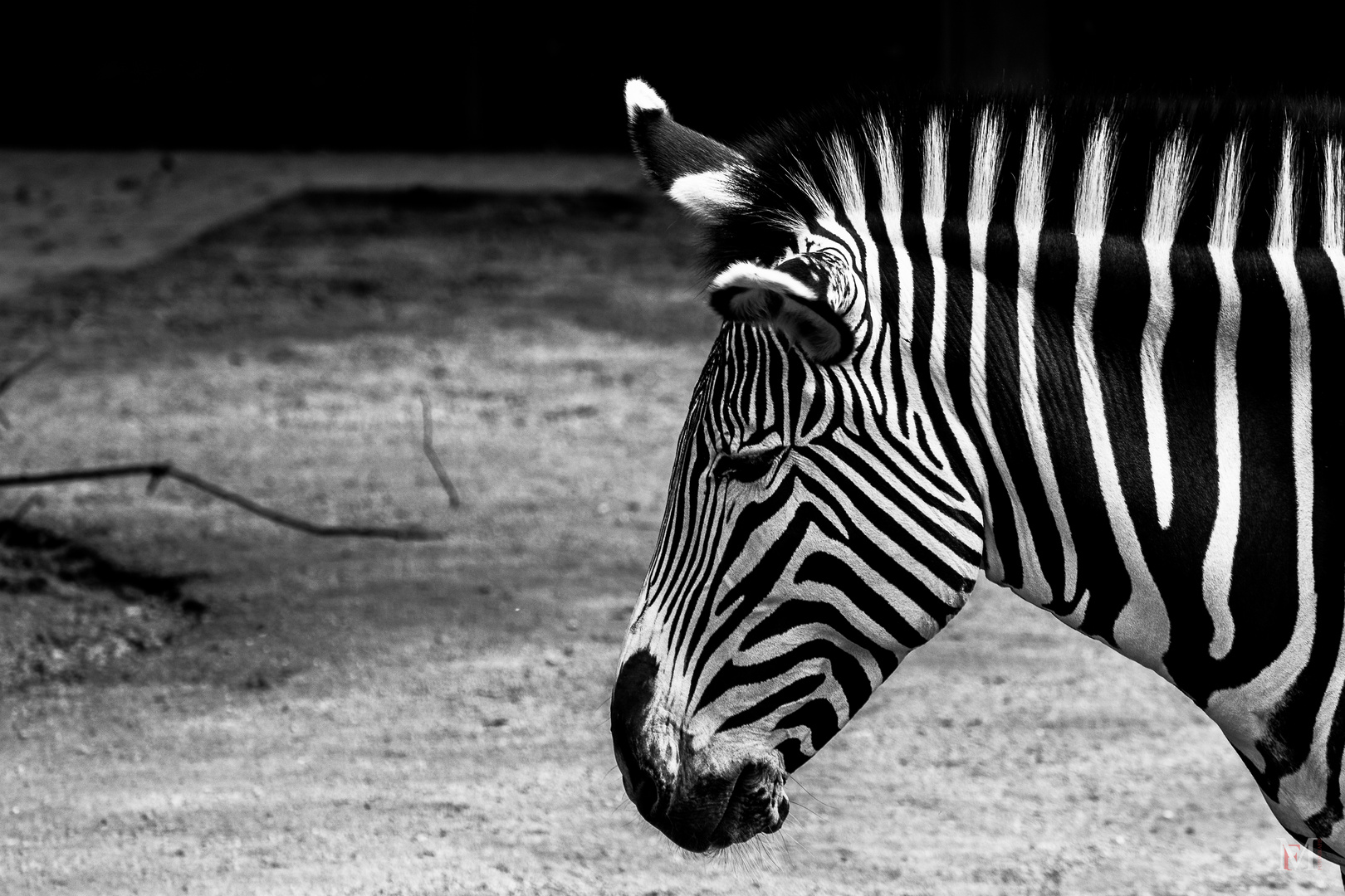 Zebra in der Wilhelma 